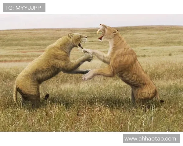 喀麦隆与奥大利亚激战正酣谁将赢得这场精彩对决